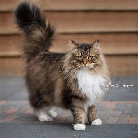 Maine Coon Persian Mix Size How To Tell If My Cat Is Part Maine Coon