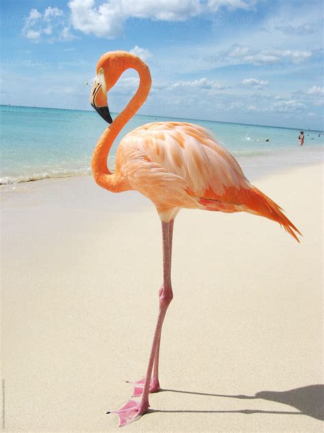 Pink Flamingo In The Caribbean By Stocksy Contributor Jovana Milanko