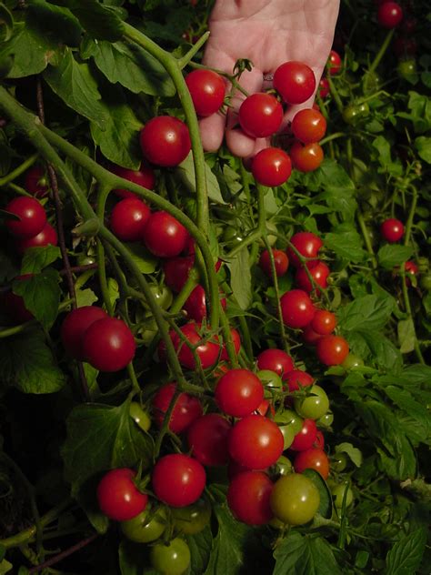 Commercial cherries are obtained from cultivars of several species, such as the sweet prunus avium and the sour prunus cerasus. PLANTanswers: Plant Answers > The 2009 Rodeo Tomato for ...