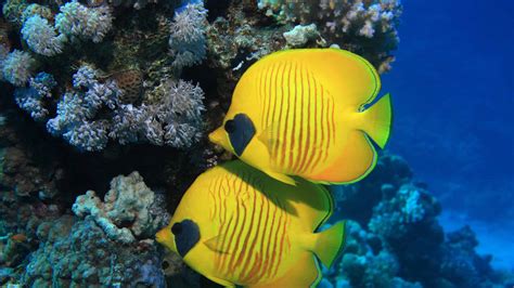 9 Types Of Yellow Fish With Pictures And Identification Guide Az