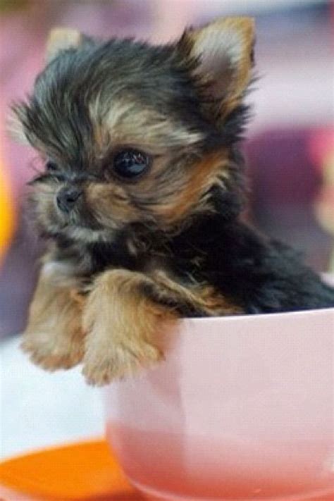 Tiny puppies cute dogs and puppies micro teacup puppies lab puppies cute puppy pics teacup dog. Tea cup puppy | Yorkshire terrier puppies, Terrier puppies, Cute dogs