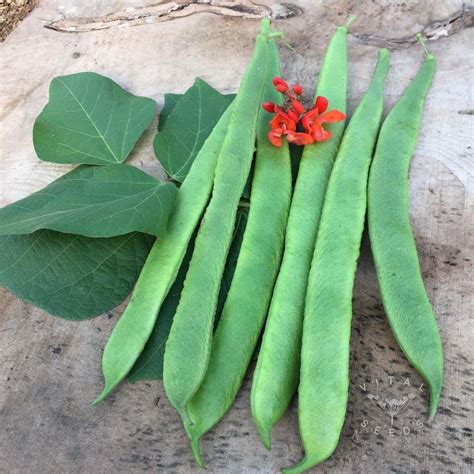 Buy Bean Climbing Scarlet Emperor Runner Seeds Seeds Online Happy