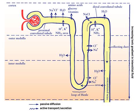 Cc A Comprehensive Break Down Of Nephron Functioning Into Six Easy Steps