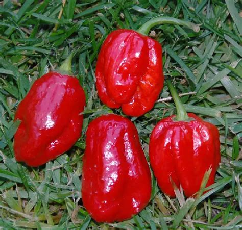 Passionate Home Cooking 1 Aji Dulce Sweet Chillies