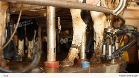 Milking Cows In The Farm Cow Milk Dairy Barn Cowshed Stock Video
