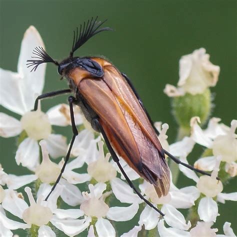 paul leyland wasp nest beetle mark avery