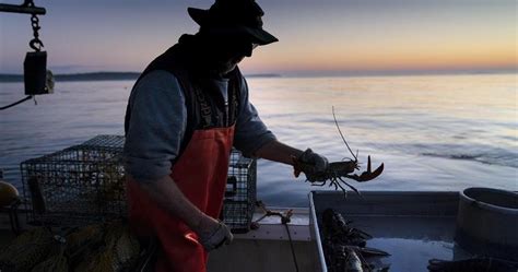 Lobster Fishers Sue To Block Monitoring Laws Designed To Help Save A