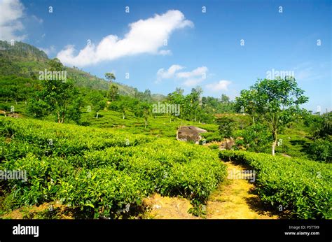 Tea Estate Sri Lanka Hi Res Stock Photography And Images Alamy