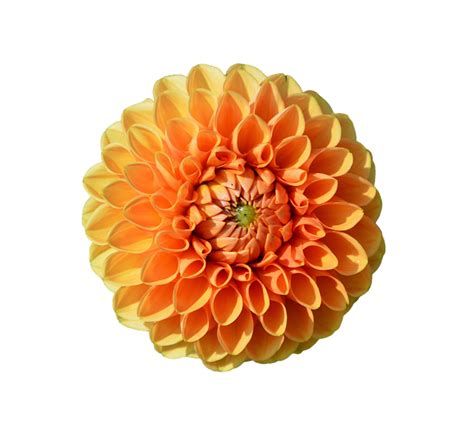 Free Image on Pixabay - Dahlia, Dahlia Flower, Flower | Dahlia flower, Flowers, Flower garden