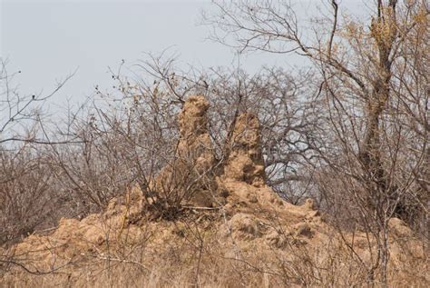 Termite Mound Stock Photo Image Of Wildlife African 52435686