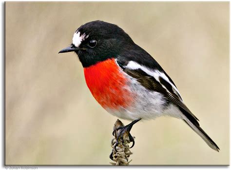 Save Of Species - Scarlet Robin Program & South East Local Land ...