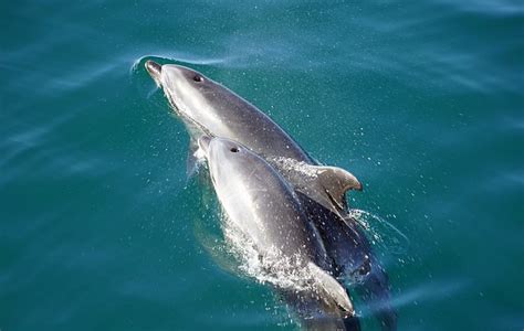 La Reproducción De Los Delfines Delfinpedia