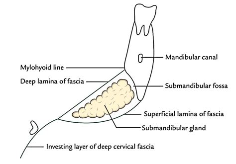 Submandibular Gland Anatomy