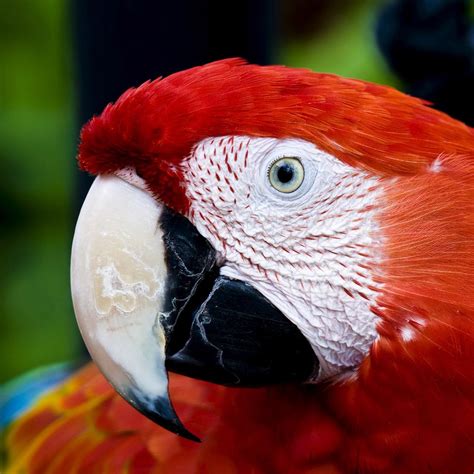 Scarlet Macaw Rainforest Alliance