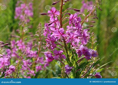 The Bright Pink Flowers Of Wild Fireweed Chamaenerion Angustifolium