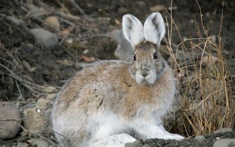 Snowshoe Hares Cant Keep Up With Climate Change Snowshoe Hare