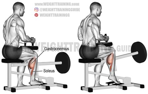 Machine Seated One Leg Calf Raise Exercise Instructions And Video