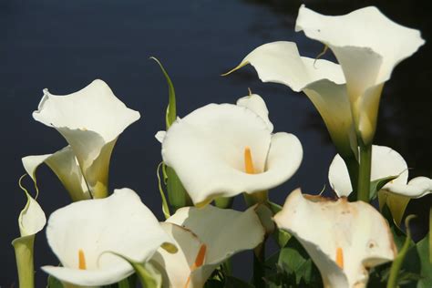 Wild Calla Lilies Sharon Mollerus Flickr