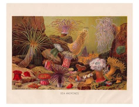 I am kairi hughes, the artist behind at dusk art. vintage print of sea anemones | Antique prints ...