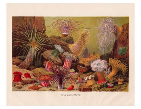 For charleston impressionist and exclusive ballard artist, rick reinert, light is everything. vintage print of sea anemones | Antique prints ...