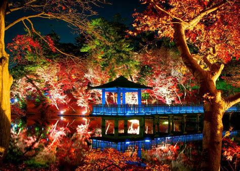 5 Most Beautiful Places To See Autumn Leaves At Night In Tokyo Live