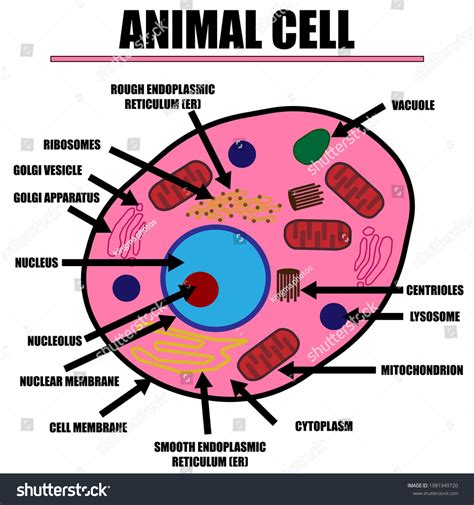 Cell Color Diagram Organelles Inside 库存矢量图免版税1981949720