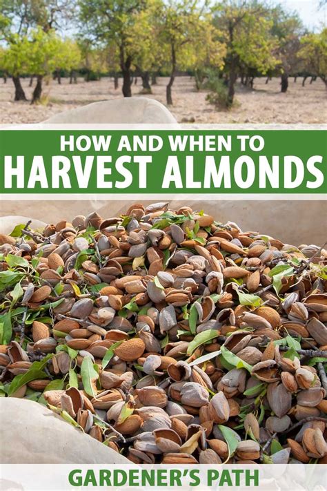 How And When To Harvest Almonds Gardeners Path