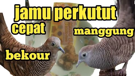 Indonesia yang terletak di garis tropis membuatnya kaya akan berbagai jenis tanaman. Cara membuat jamu perkutut supaya cepat manggung cepat birahi - YouTube