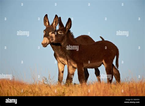 Two Young Wild Burro Donkey Equus Asinus Equus Africanus Asinus