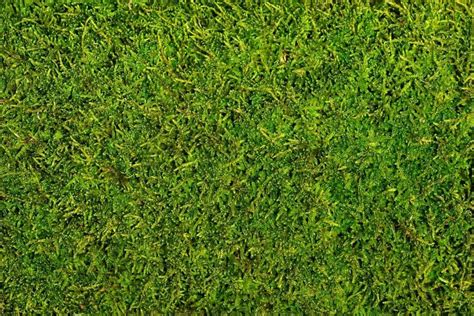 Best Grass Alternatives For Your Yard Guide To Low Maintenance Landscaping