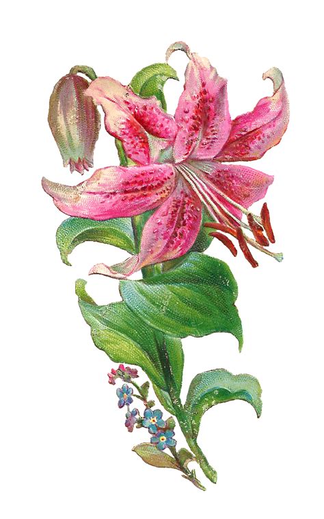 Antique Images Free Lily Graphic Pink Lily Flower