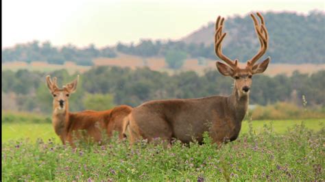 Early Season Mule Deer Petersens Hunting