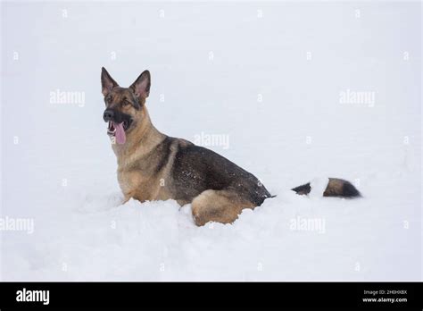 German Shepherd In The Snow Stock Photo Alamy
