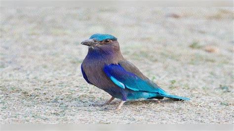 Dussehra 2022 दशहरा पर नीलकंठ पक्षी के दर्शन से जाग उठेगा भाग्य सुख