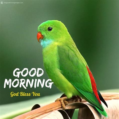 50 Best Good Morning Birds Images To Wish Anyone 2020