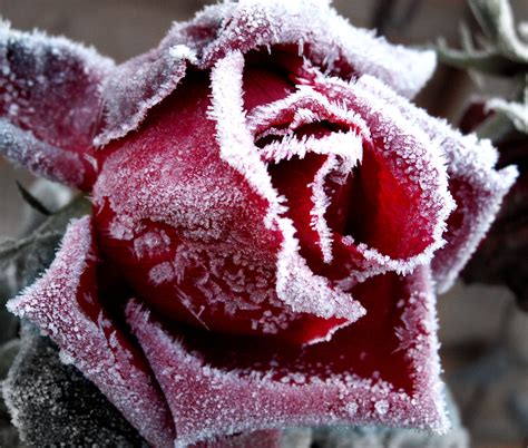Frosted Rose Bill Tyne Flickr