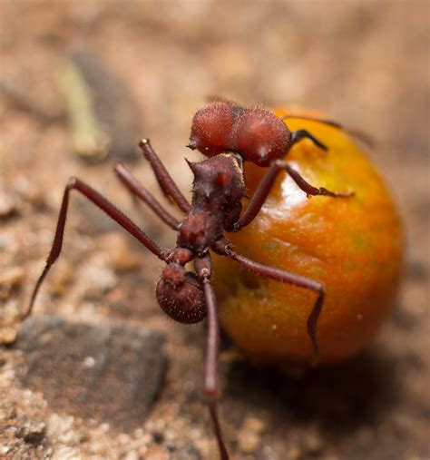 Atta cephalotes, atta sexdens, atta laevigata, acromyrmex subterraneus, acromyrmex hispidus atratus, acromyrmex aspersus. Formiga saúva | Testando Tubo Extensor + lente 50mm, para ...
