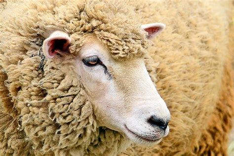 Domestic Sheepcorriedale Of Kanazawa Zoo ヒツジ Wool Animals Sheep