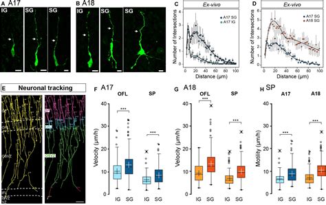 Frontiers Radial Migration Dynamics Is Modulated In A Laminar And