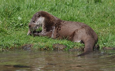 European Otter Wildlife Online