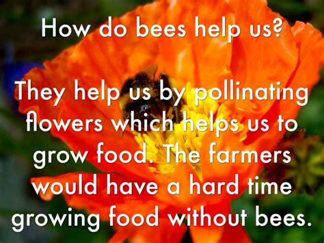 Female worker bees fly from plant to plant in search of nectar and pollen to feed their colony. How Many Flowers Can A Bee Pollinate? by abigail.ragsac