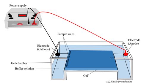 Horizontal Agarose Gel Electrophoresis Set Up Download Scientific Diagram