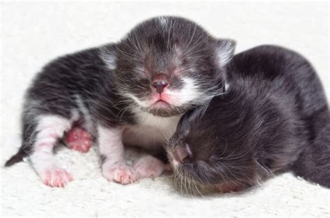 When Do Newborn Kittens Open Their Eyes Concord Vets