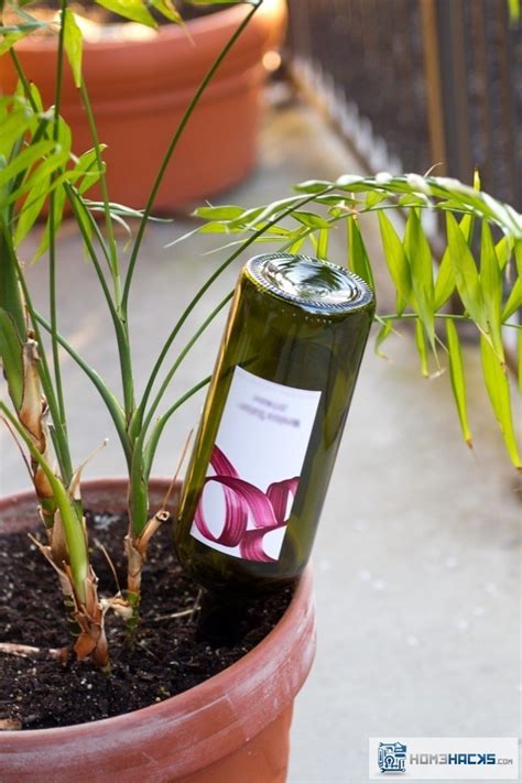 Vacation Plant Watering With Wine Bottles Homehacks