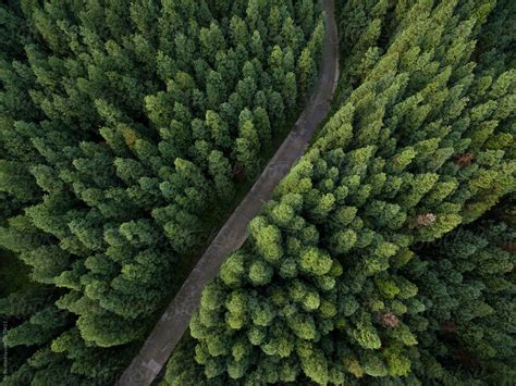 Aerial View Of Small Road In The Pine Forest By Stocksy Contributor