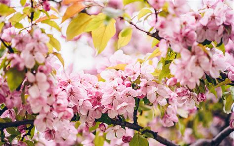 Download Wallpaper 3840x2400 Flowers Pink Branches