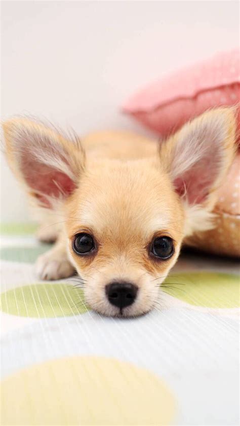Animals Wallpaper Iphone Baby Dogs Beautiful Dogs Chihuahua Puppies