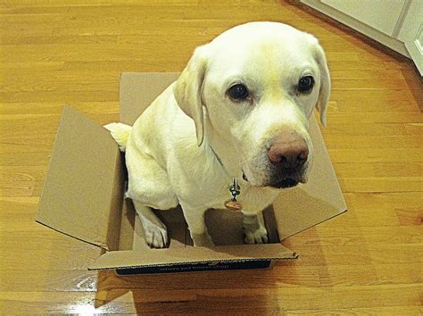The World According To Garth Riley Announcing Dog In A Box Photo