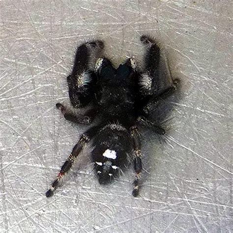 Black Spider With White Spots On Back Telegraph