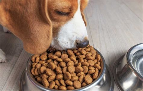 Los 8 Mejores Alimentos Para Perros Pro Plan Guía De Compra Y Reseñas